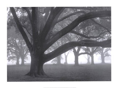 Oak Grove in Fog