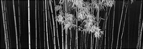 Bamboo - China