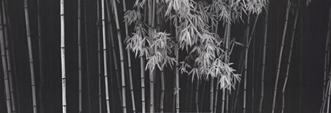 Bamboo - China