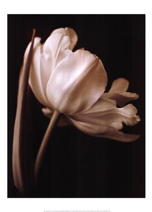 Champagne Tulip I