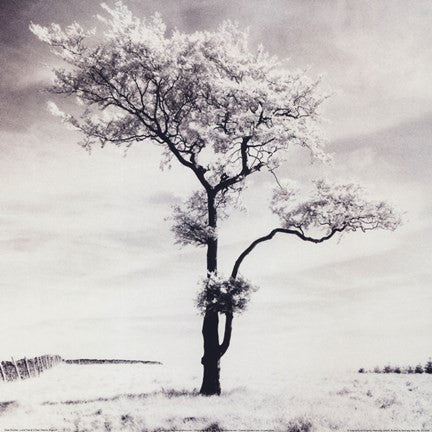 Lone Tree # 3, Peak District, England