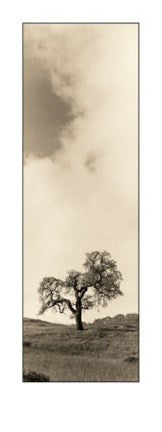 Vintage Oak Tree