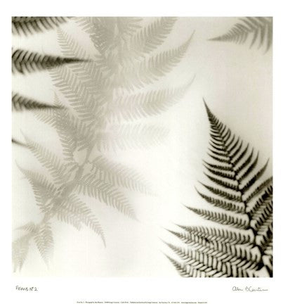 Ferns No. 2