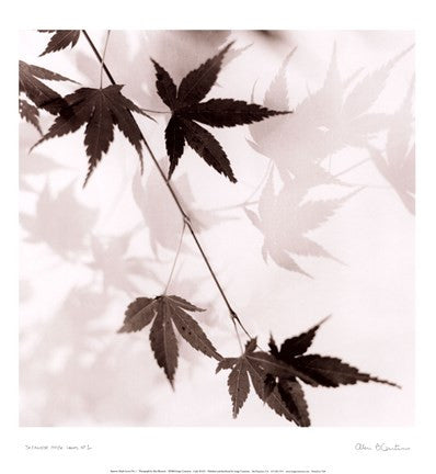 Japanese Maple Leaves No. 1