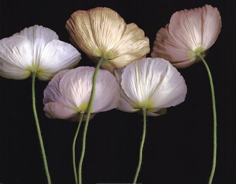 Cream Poppies