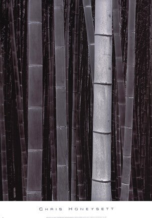 Bamboo #4, Kyoto