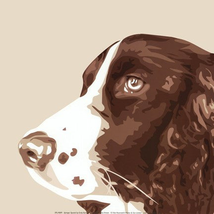 Springer Spaniel