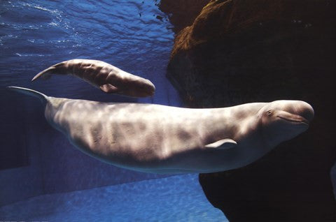 Beluga Whales