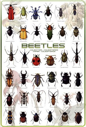 Beetles