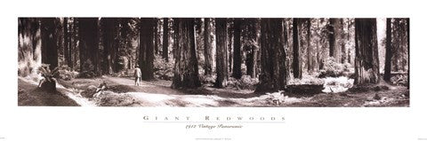 Giant Redwoods