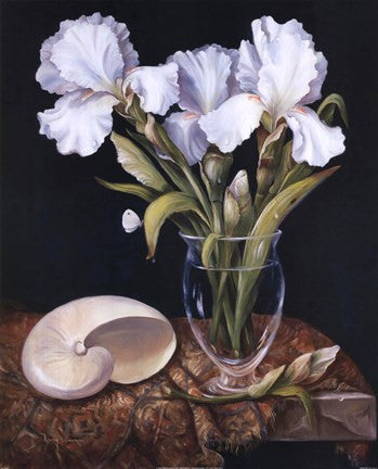 White Iris with Shell