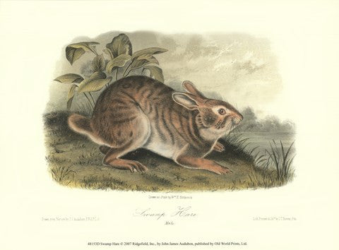 Swamp Hare