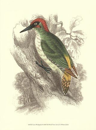 Green Woodpecker