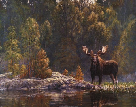 North Country Moose