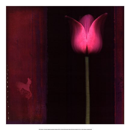 Red Tulip I