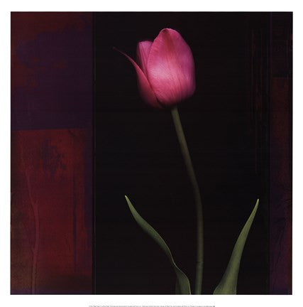 Red Tulip II