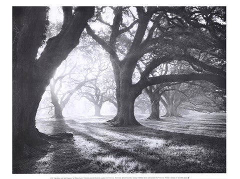 Oak Alley, Light and Shadows