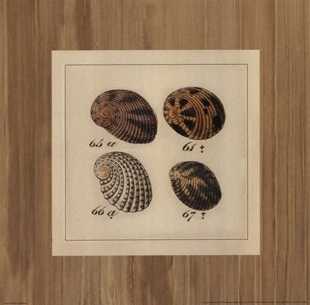 Shells on Rattan I