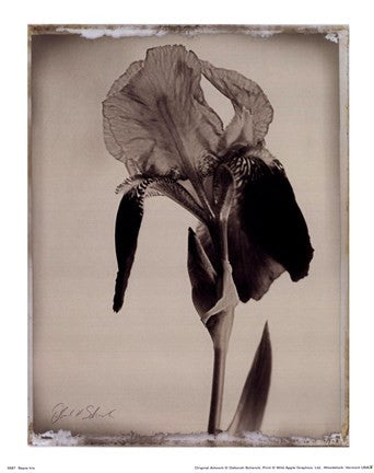 Sepia Iris