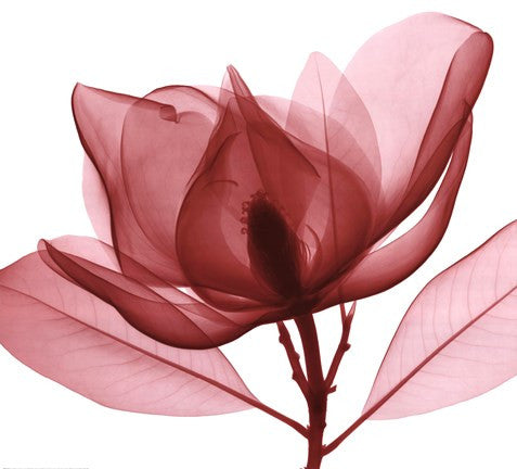 Red Magnolia I