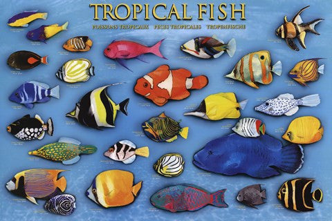 Tropical Fish