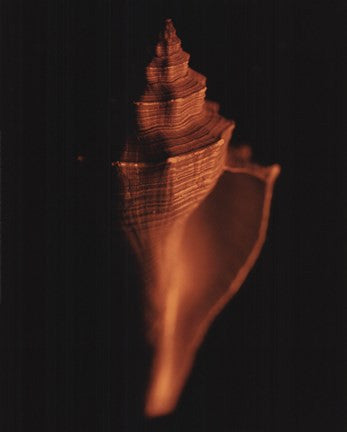 Proteus Shell XII