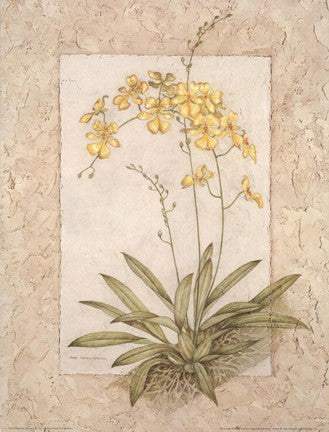 Orchid Fresco IV(L)