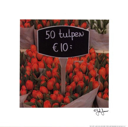 Red Tulips