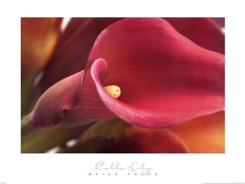 Calla Lily