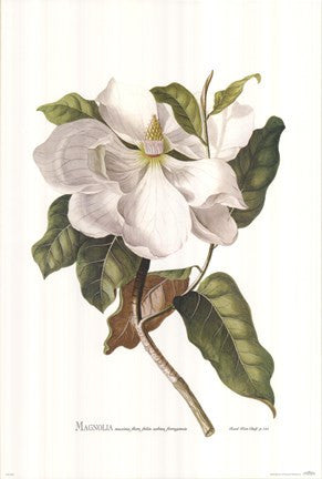 Magnolia Maxime Flore