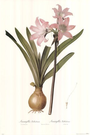 Amaryllis Belladonna