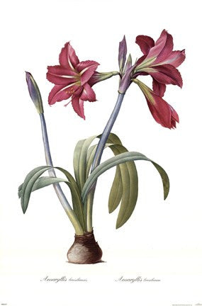 Amaryllis Brasiliensis