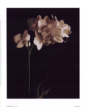 Orchid Study I