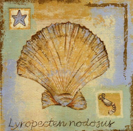 Lyropecten Nodosus