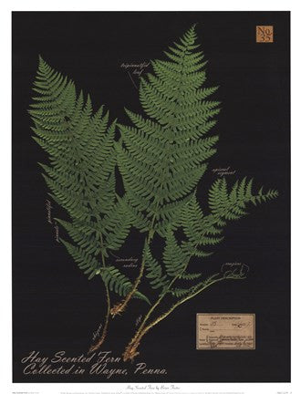 Hay Scented Fern