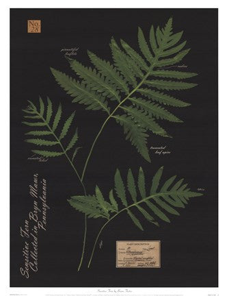 Sensitive Fern