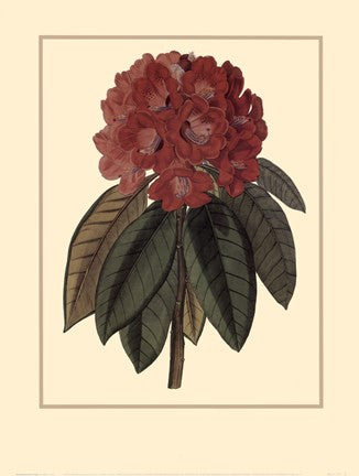 Rhododendron Rojo