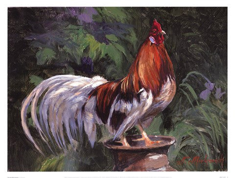 Red And White Rooster