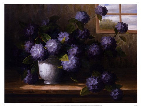 Hydrangea Blossoms II