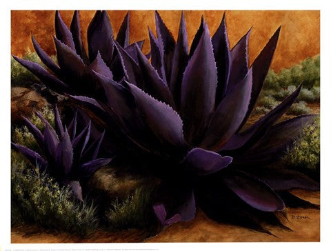 Purple Agaves On The Rocks