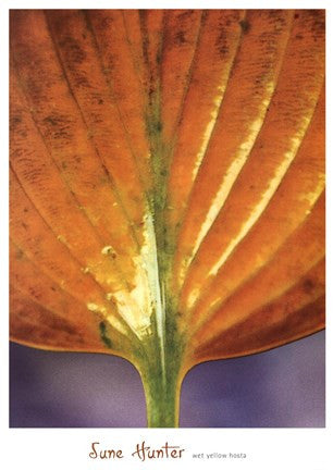 Wet Yellow Hosta