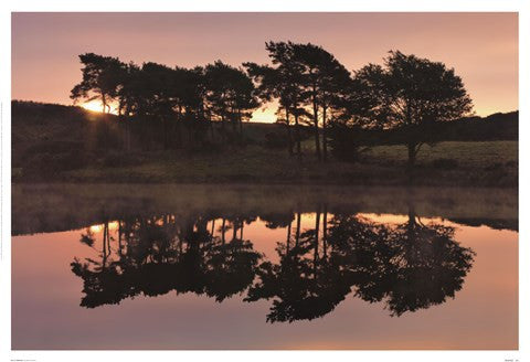 Trees in Reflection I