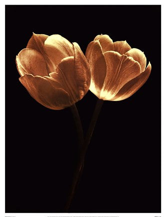 Illuminated Tulips II