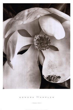 Magnolia No. 3