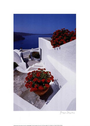 Red Geraniums