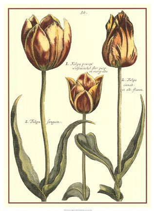 De Passe Tulipa II