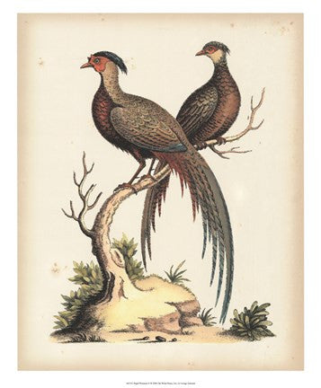 Regal Pheasants II