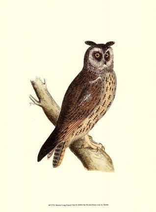 Long Eared Owl