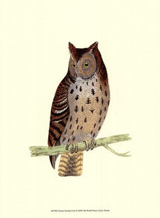 Mottled Owl