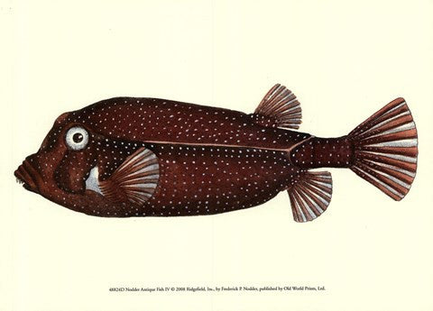 Antique Fish IV